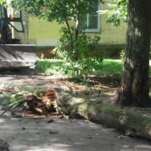 В Туле упавшее дерево сломало трактор