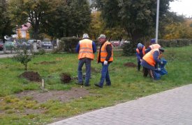 В сквере «Тульское чаепитие» появились молодые вишни