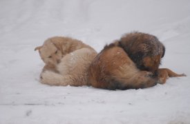 Погода в Туле 8 февраля: чуть теплее