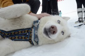 На Куликовом поле прошли соревнования на собачьих упряжках