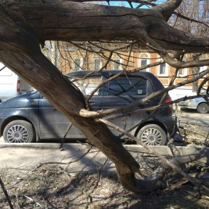 В Туле на платную парковку рухнуло дерево чуть не придавив автомобиль